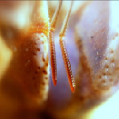 Convergent Science Network Podcast