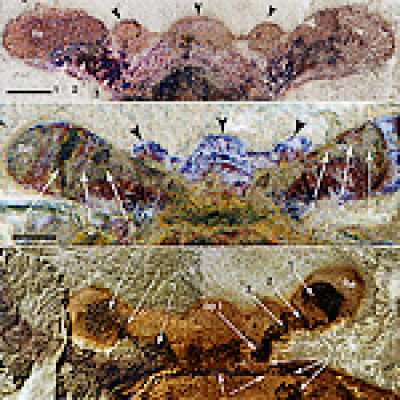 Convergent Science Network Podcast