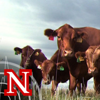 Limit Feeding Cows with Soy Hulls and Low Quality Hay