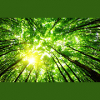 The Environment - Zapp English Vocabulary and Pronunciation 3.31