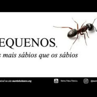 Pequenos, mas mais sábios que os sábios
