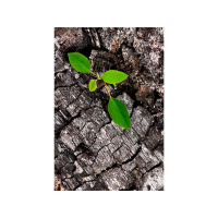 Beauty for Ashes - Part 1