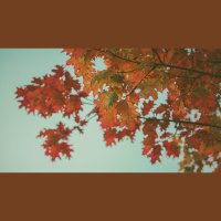 What’s New About ‘New Calvinism’?