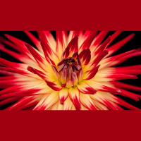 How Do I Delight Myself in the Lord?