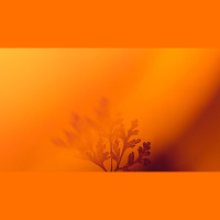 What Difference Does Providence Make?