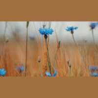 How Can I Grow in Obeying God?