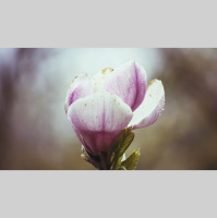 How Does Scripture Produce Faith?