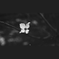 The Danger of Deserting Community