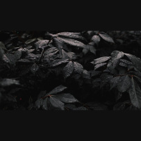 What Sins Disqualify a Pastor for Life?