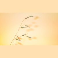 Counsel for Couples Pondering Adoption