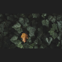 How Do I Battle Imposter Syndrome?