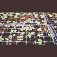 Where Did All These Calvinists Come From?