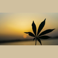 ‘Nothing Is to Be Rejected’ — Including Pot?