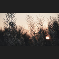 Which Characters in Job Can We Trust?