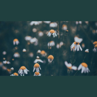 Why Do We Confess If Our Sins Are Already Forgiven?