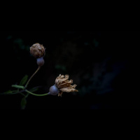 What Does It Mean to Be Dead to the World?