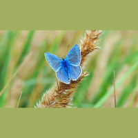 How Your Imagination Helps You See