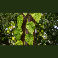 How Can I Grow in Humility as I Grow in Knowledge?