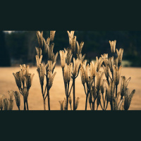 Am I Living by Faith or Unbelief?