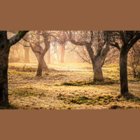 Why Did God Forbid One Tree in Eden?