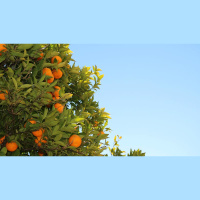 Isn’t Veganism Closer to God’s Original Design?