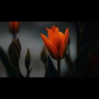 Living the Mystery of Joy in Suffering