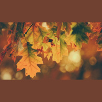 Proud People Don’t Give Thanks