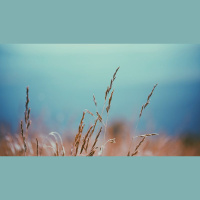 How to Argue Like a Calvinist