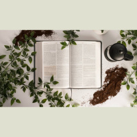 How Has Social Media Changed Bible Reading?