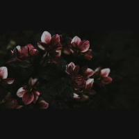 God’s Good Design in Our Suffering