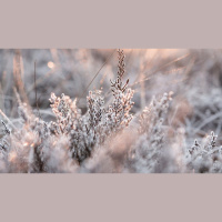 The Sweetness of Christ in 2020