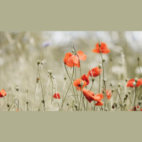 Is My Happiness Moral or Not?