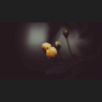 The Joy of Calvinism and the Fight for Joy