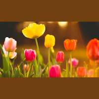 The Doctrinal Flavor of Reformed Churches