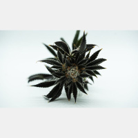 The Church’s Calling in an Age of Recreational Pot