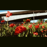 Delighting in What Is Not God