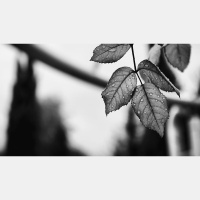 Tony Evans, Race, and the Bible