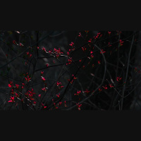 Critical Race Theory, Part 2: The Root Problem