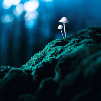 Meditating on Mushrooms