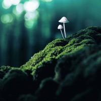 Psychedelic Buddhists