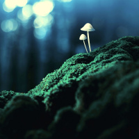 Yogi Medicine