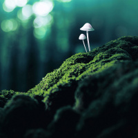 Meditating on Psychedelics