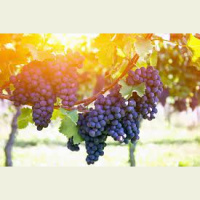 GOOD FRUIT, AND MORE GOOD FRUIT: Abounding Fruitfulness, pt. 10