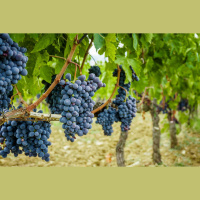 THE VINE AND THE BRANCHES: Abounding Fruitfulness, part 9