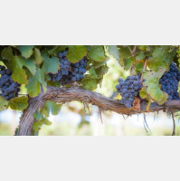 GROWING IN GODLINESS: The Fruits of the Spirit, pt. 1