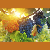 5 CRITICAL CONVICTIONS OF HIGHLY FRUITFUL CHRISTIANS