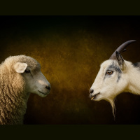 SEPARATING THE SHEEP AND THE GOATS: Living with the End in Mind, part 3