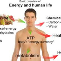 LOF Podcast: Episode 30 - Energy Transfer  Metabolism