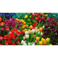 Joan Walker - How to Remain in Peace 