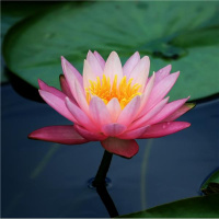 Mystery in the Dreamhouse: Michael R. Hathaway